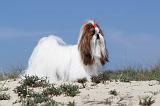 SHIH TZU 048